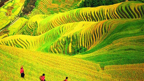 龍脊梯田1
