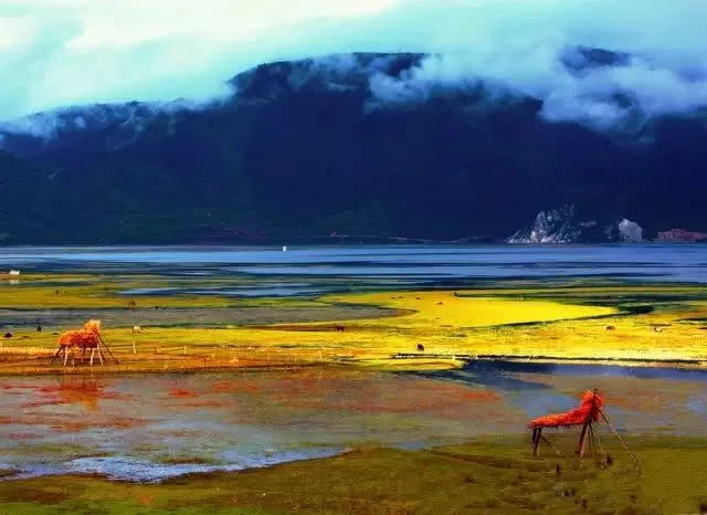 云南納帕海