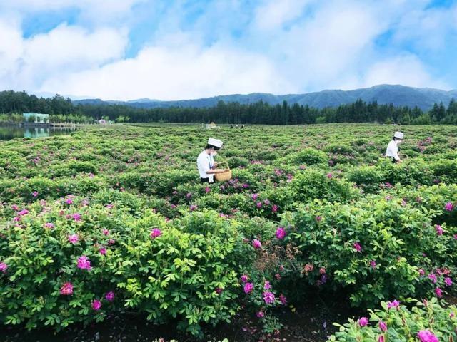 棲花嶺