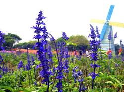 <東莞一日游>浪漫松山湖+夢幻百花洲-賞花體驗