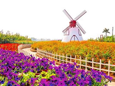 番禺百萬(wàn)葵園花海動(dòng)漫一天游 