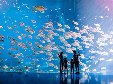 珠海長(zhǎng)隆海洋王國、奇妙5D城堡影院、煙花匯演純玩一天